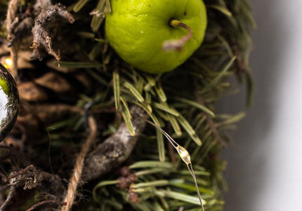 Coroniță de Crăciun Artizanală „Silver Star & Winter Orchard”