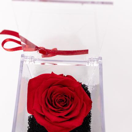 Trandafir Criogenat Roșu în Cutie Acrilică Pătrată