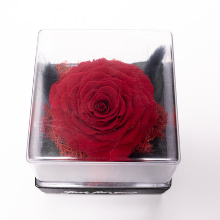 Trandafir Criogenat Roșu Gigant în Cutie Acrilică cu Pană & Mesaj