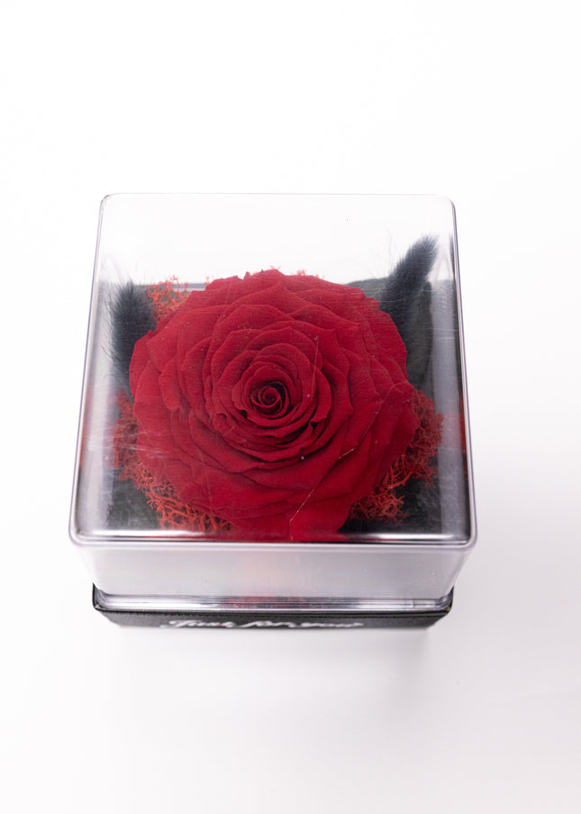 Trandafir Criogenat Roșu Gigant în Cutie Acrilică cu Pană & Mesaj