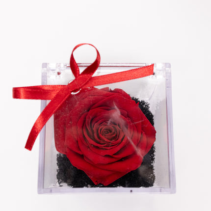Trandafir Criogenat Roșu în Cutie Acrilică Pătrată