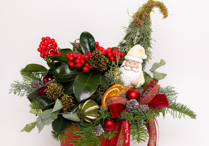 Aranjament Crăciun "Santa's Garden" cu Skimmia și Brad