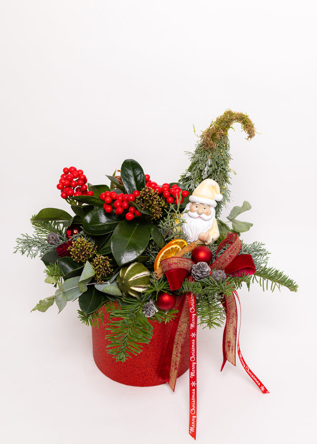 Aranjament Crăciun "Santa's Garden" cu Skimmia și Brad