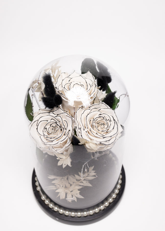 Cupolă Lux 3 Trandafiri Criogenați Albi cu Vârf Negru & Perle