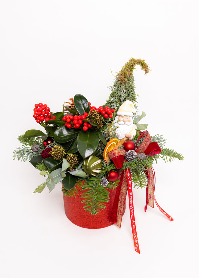 Aranjament Crăciun "Santa's Garden" cu Skimmia și Brad