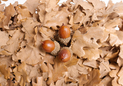 Coroniță din Frunze de Stejar cu Ghinde Naturale – Aranjament de Toamnă Rustic și Durabil