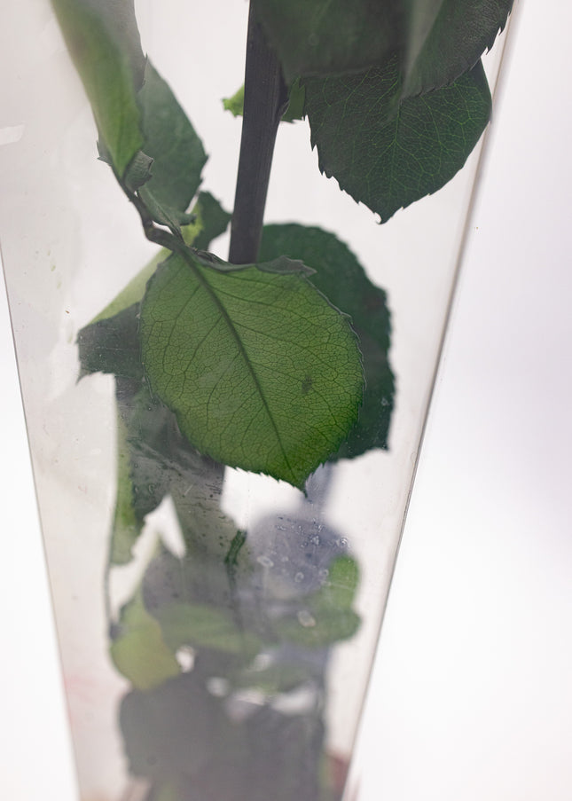 Aranjament de Lux "Ivory Muse" cu Trandafir pe Tulpină