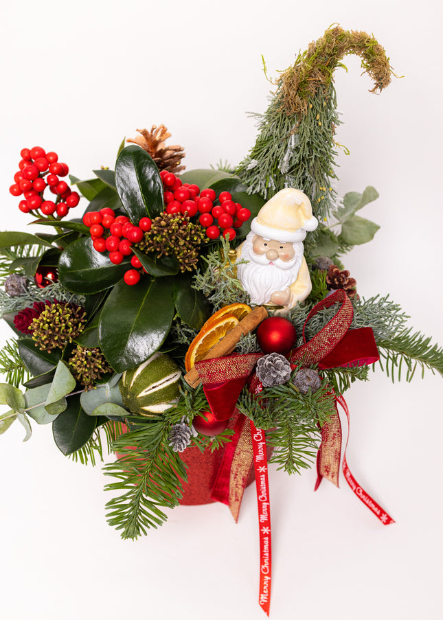 Aranjament Crăciun "Santa's Garden" cu Skimmia și Brad