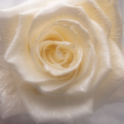 Aranjament de Lux "Ivory Muse" cu Trandafir pe Tulpină