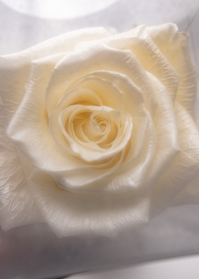 Aranjament de Lux "Ivory Muse" cu Trandafir pe Tulpină