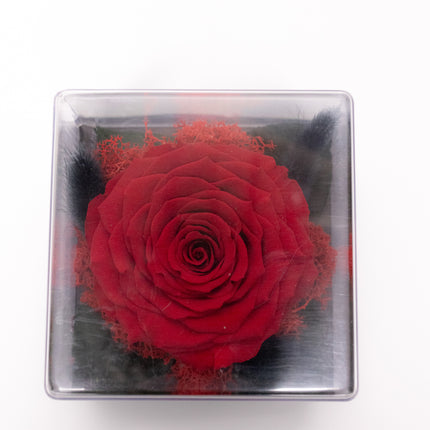 Trandafir Criogenat Roșu Gigant în Cutie Acrilică cu Pană & Mesaj
