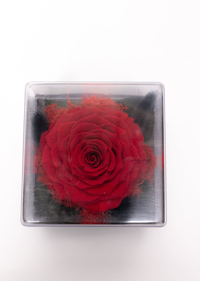 Trandafir Criogenat Roșu Gigant în Cutie Acrilică cu Pană & Mesaj