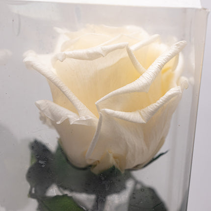 Aranjament de Lux "Ivory Muse" cu Trandafir pe Tulpină