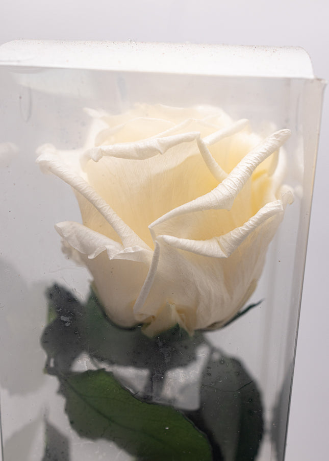 Aranjament de Lux "Ivory Muse" cu Trandafir pe Tulpină