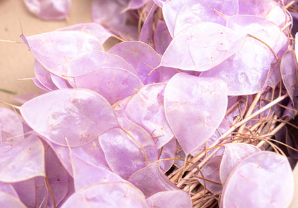 Coroniță Decorativă din Lunaria Mov – Aranjament Natural din Plante Uscate