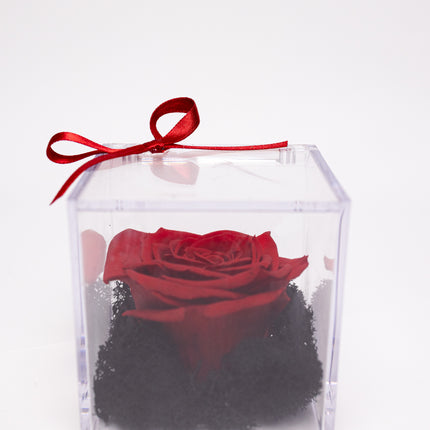 Trandafir Criogenat Roșu în Cutie Acrilică Pătrată
