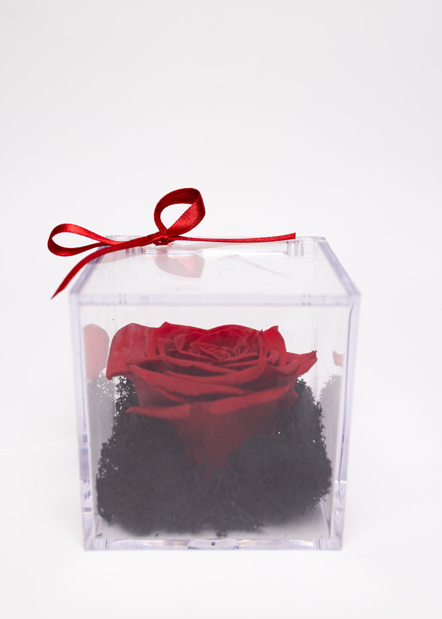 Trandafir Criogenat Roșu în Cutie Acrilică Pătrată