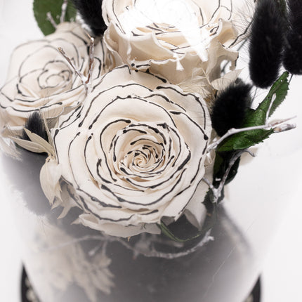 Cupolă Lux 3 Trandafiri Criogenați Albi cu Vârf Negru & Perle