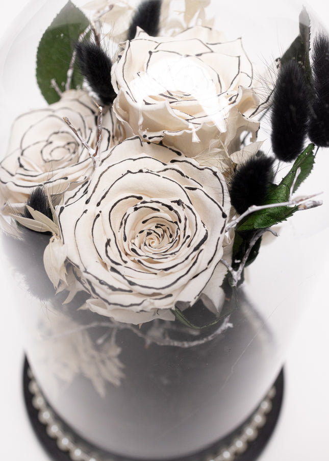 Cupolă Lux 3 Trandafiri Criogenați Albi cu Vârf Negru & Perle