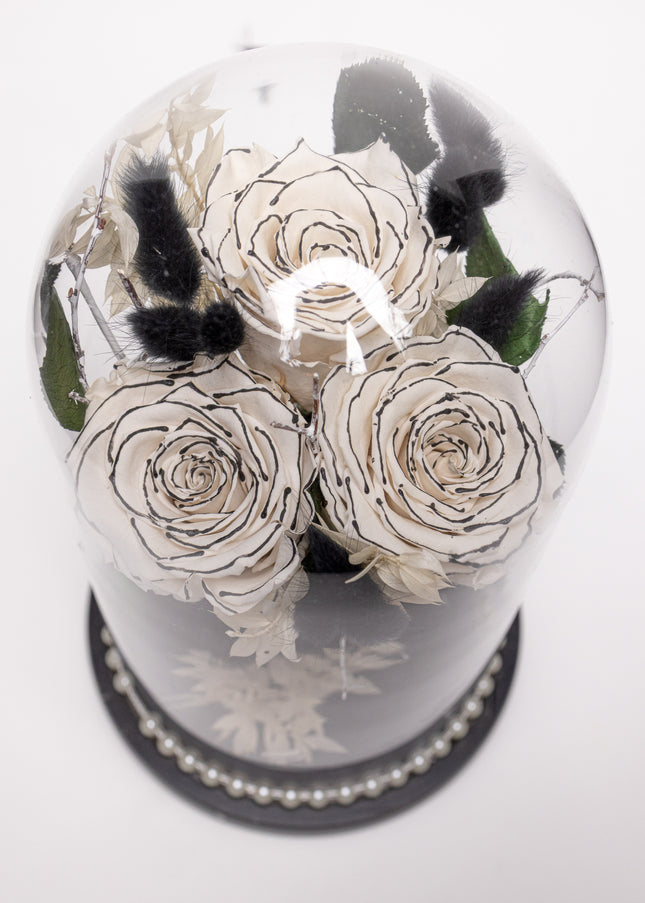 Cupolă Lux 3 Trandafiri Criogenați Albi cu Vârf Negru & Perle