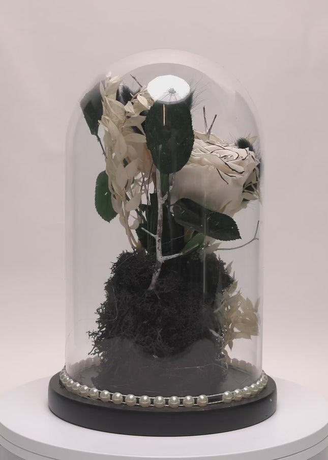 Cupolă Lux 3 Trandafiri Criogenați Albi cu Vârf Negru & Perle