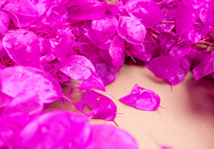 Coroniță Decorativă Lunaria Fucsia – Aranjament din Plante Naturale Uscate, Magenta Vibrant